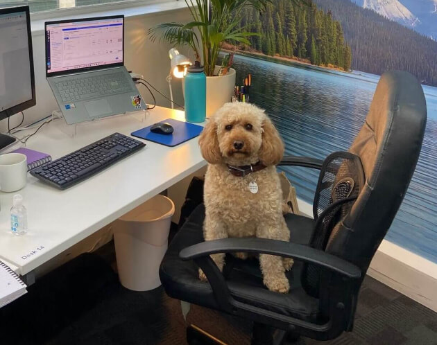 A dog sitting on a desk chair