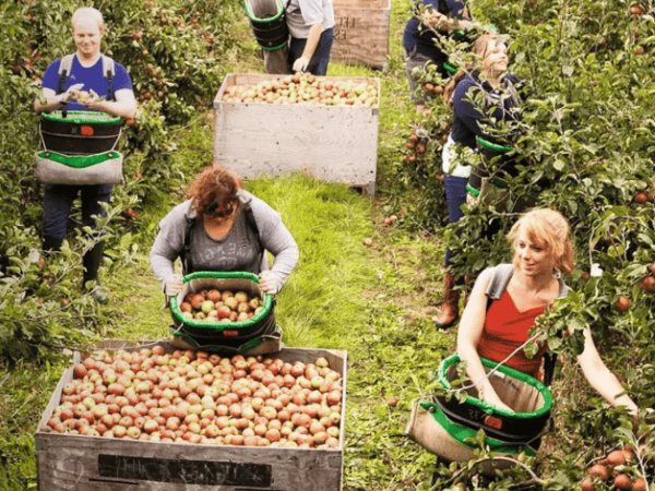 A team of workers collecting apples from trees in an orchard